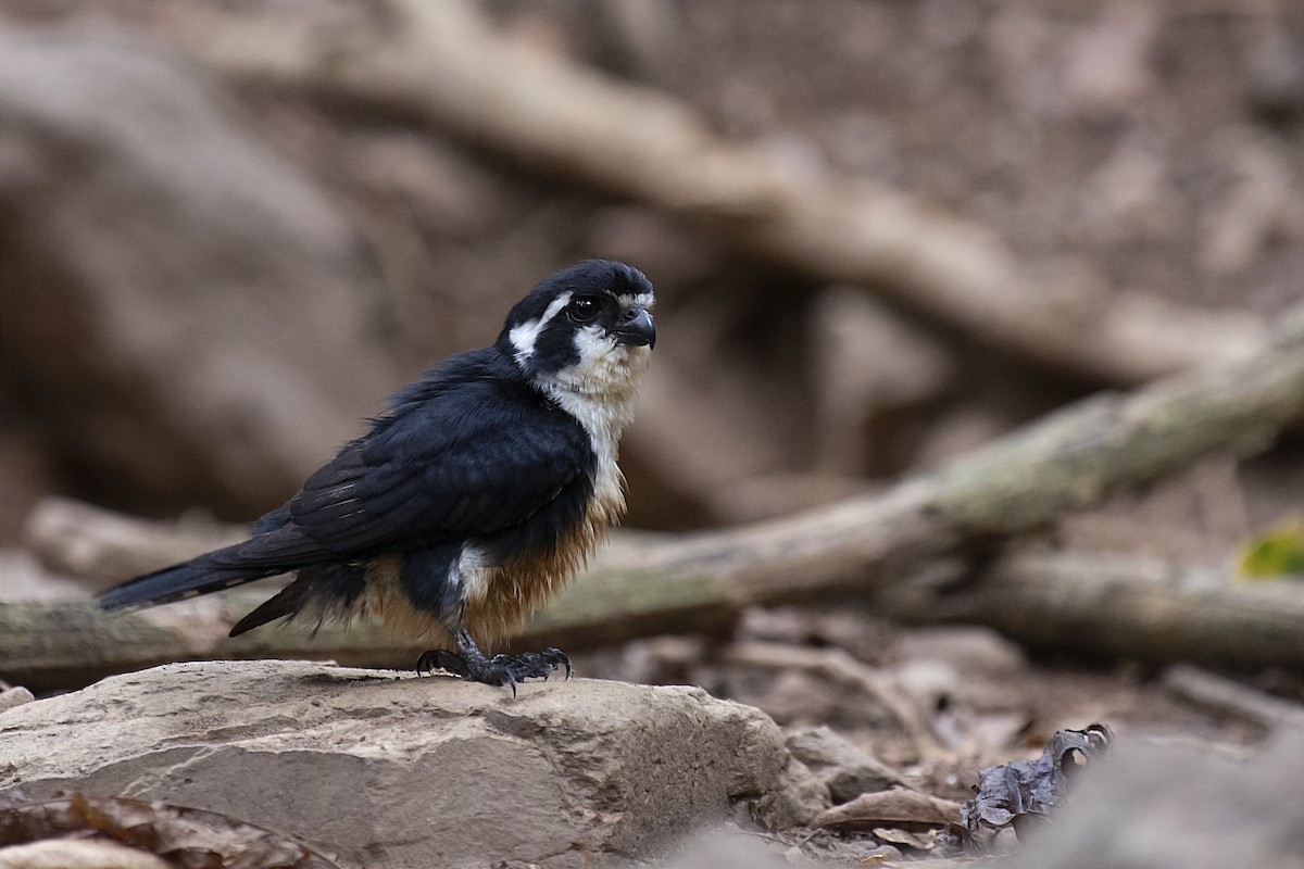 Black-thighed Falconet - sarawin Kreangpichitchai