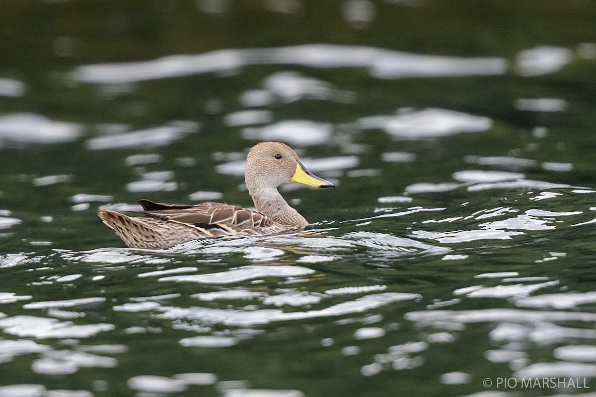 Yellow-billed Pintail - ML217215881