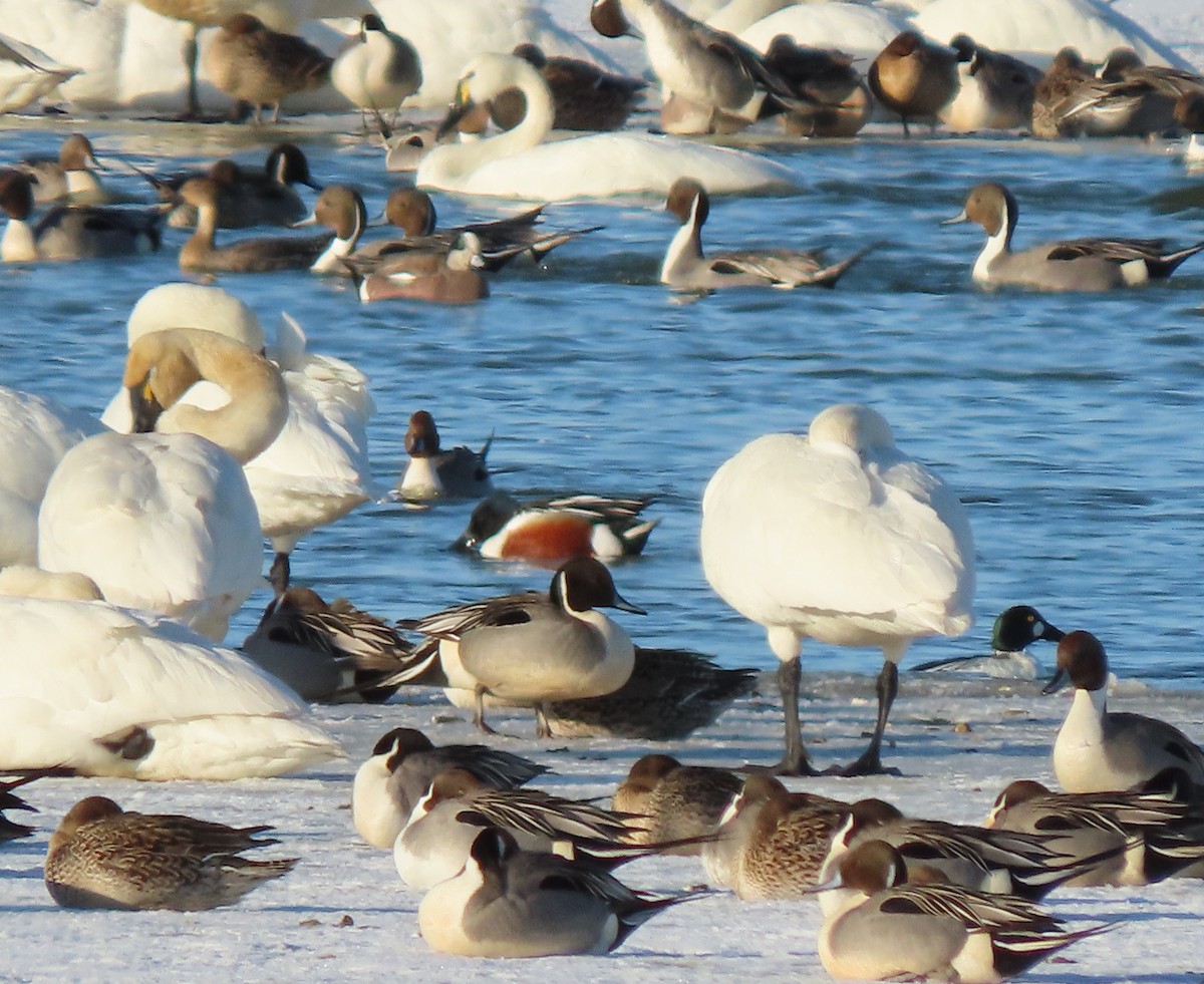 Northern Shoveler - ML217216041