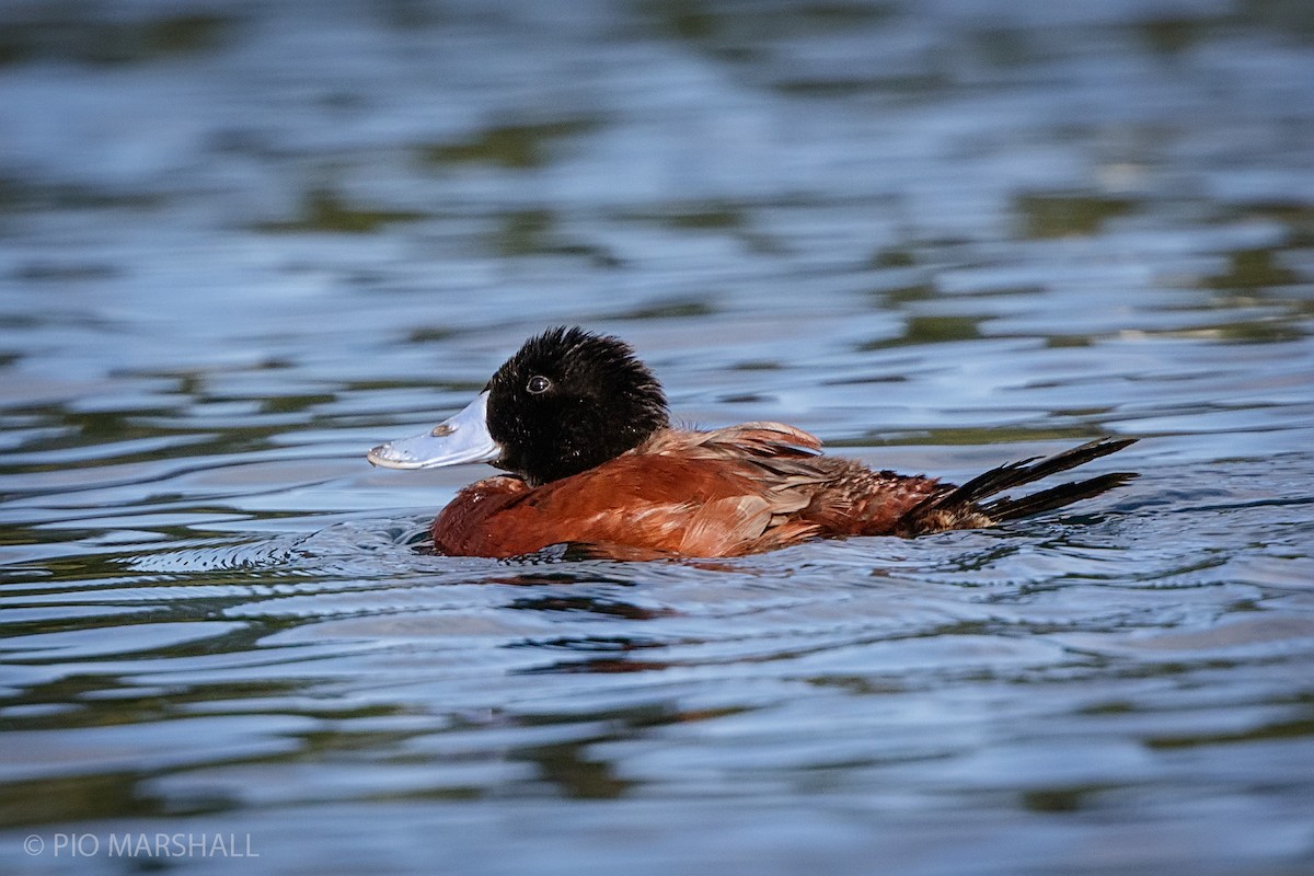 Lake Duck - ML217216051