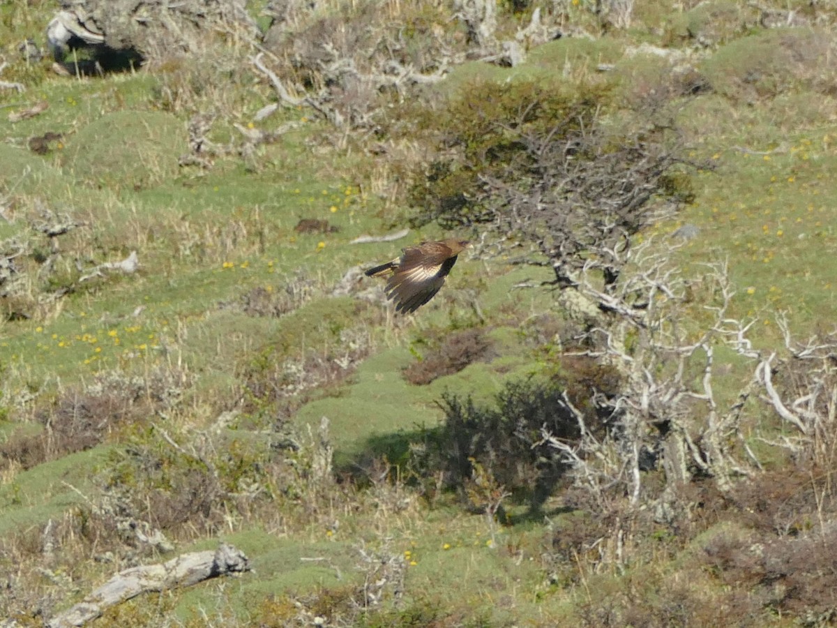 Chimango Caracara - ML217216221