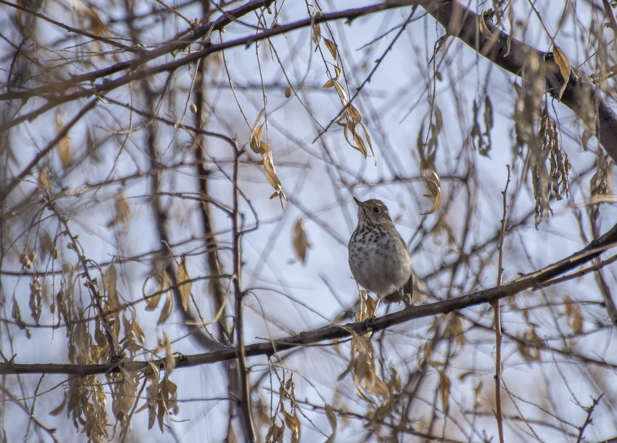 Hermit Thrush - ML217216451