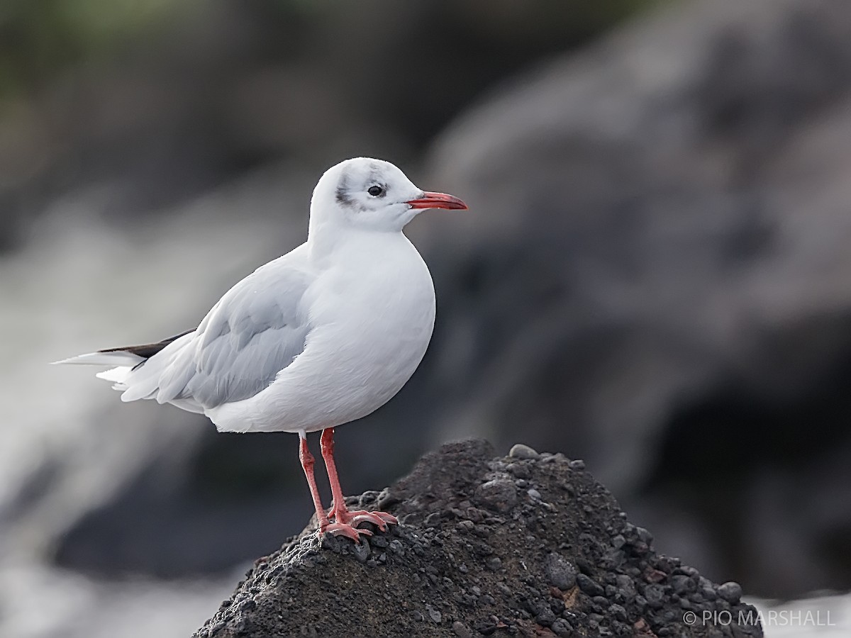 Brown-hooded Gull - ML217216651