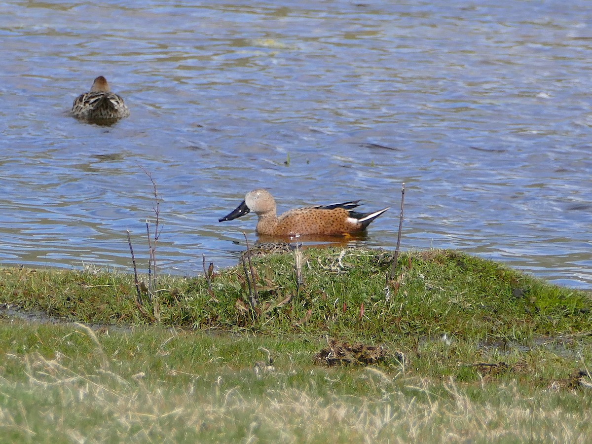 Red Shoveler - ML217216721