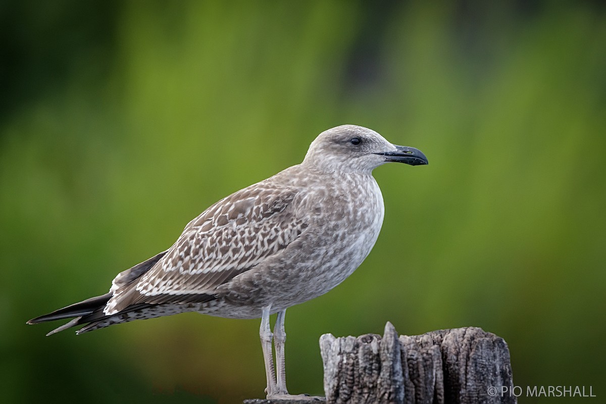 Kelp Gull - ML217216831