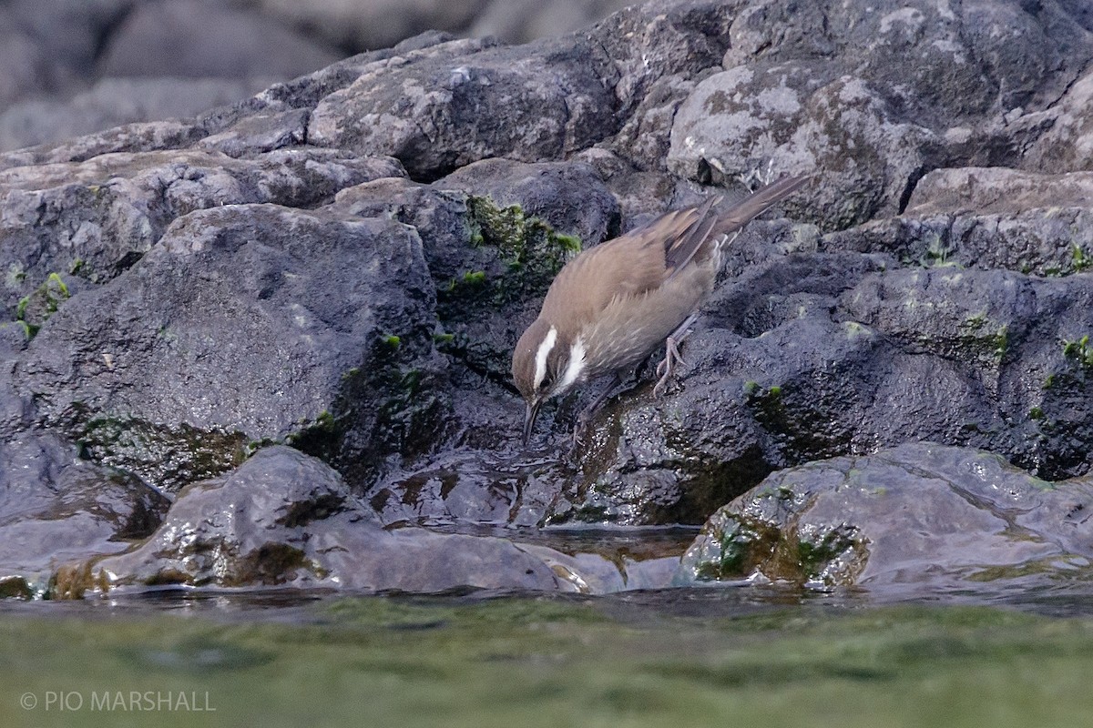 ヒメカワカマドドリ - ML217217261