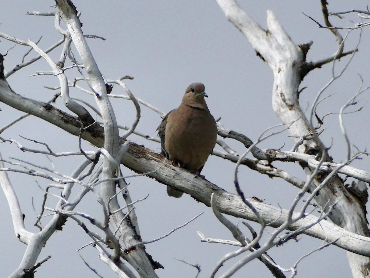 Eared Dove - Peter Oberč