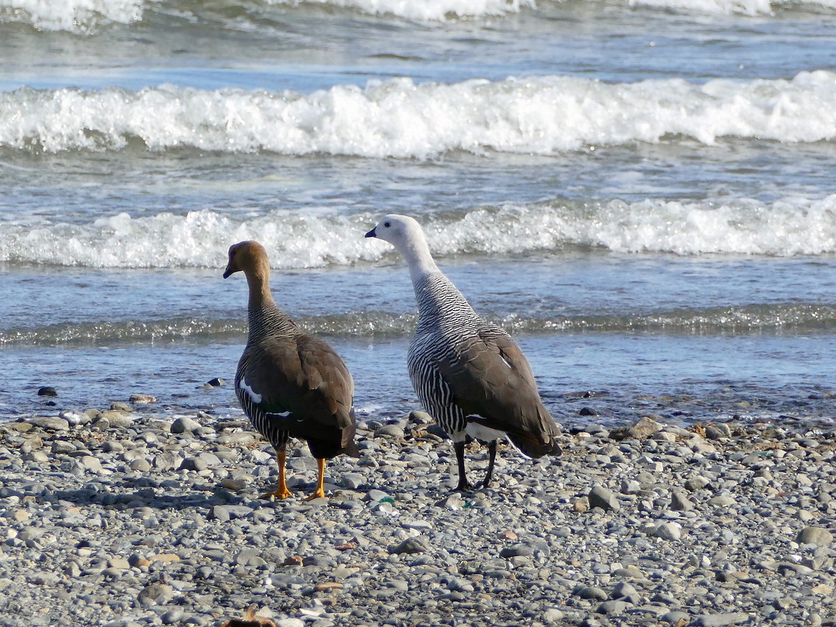 Upland Goose - ML217218251