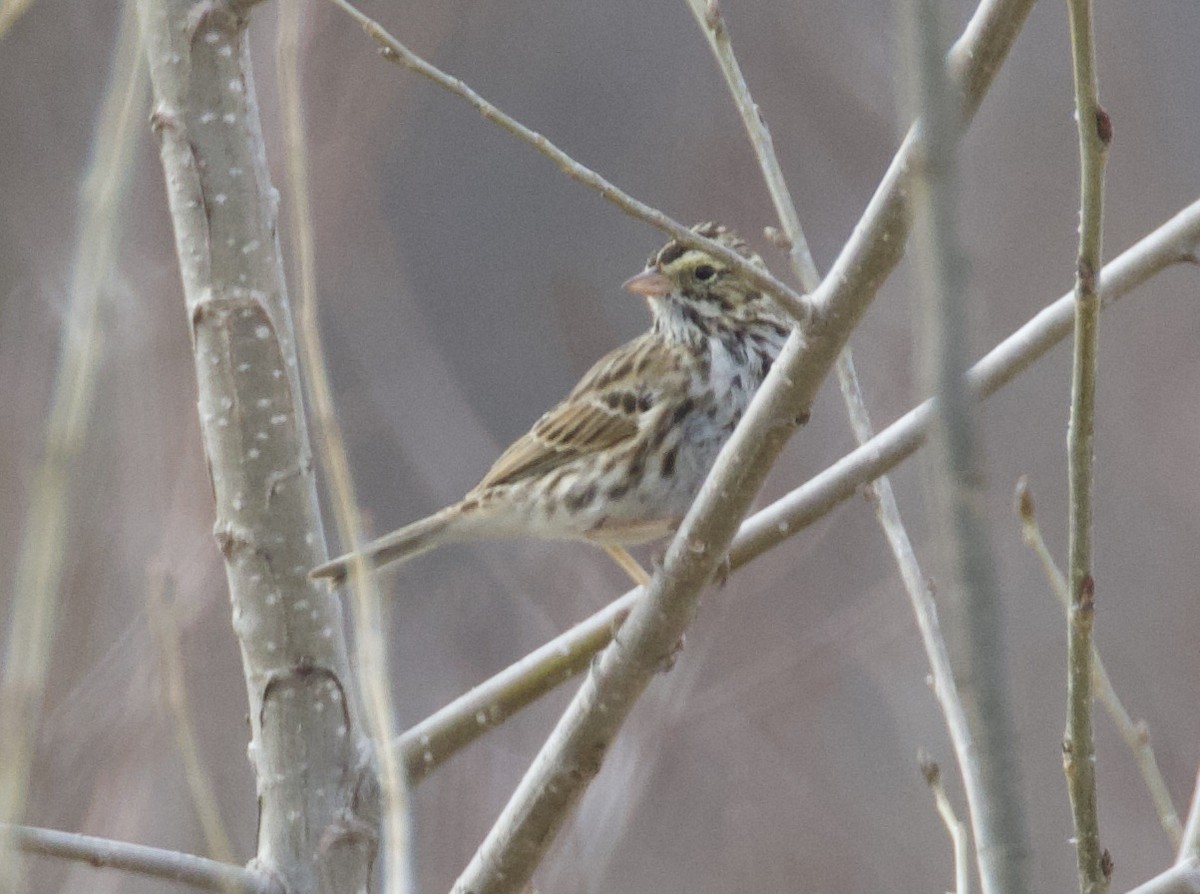 Savannah Sparrow - ML217218561