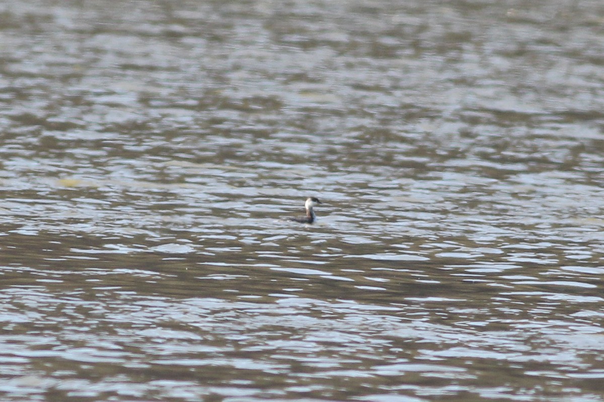 Horned Grebe - ML217218691