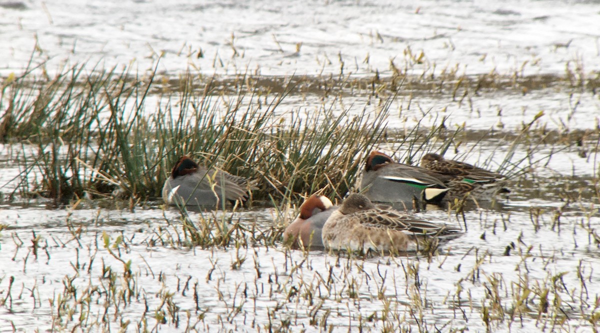 Green-winged Teal (American) - Niall Keogh