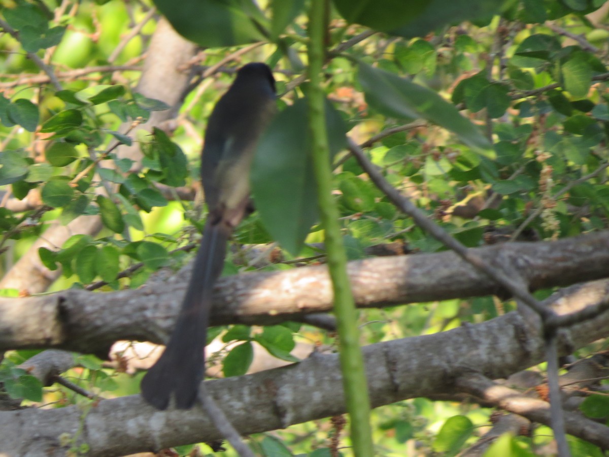 Racket-tailed Treepie - ML217220571