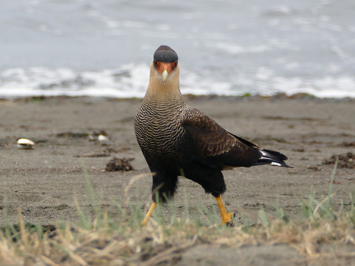 Caracara huppé (plancus) - ML217221271