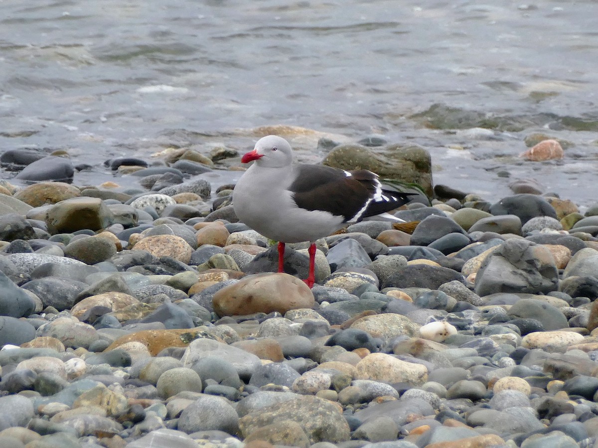 Gaviota Patagona - ML217221431