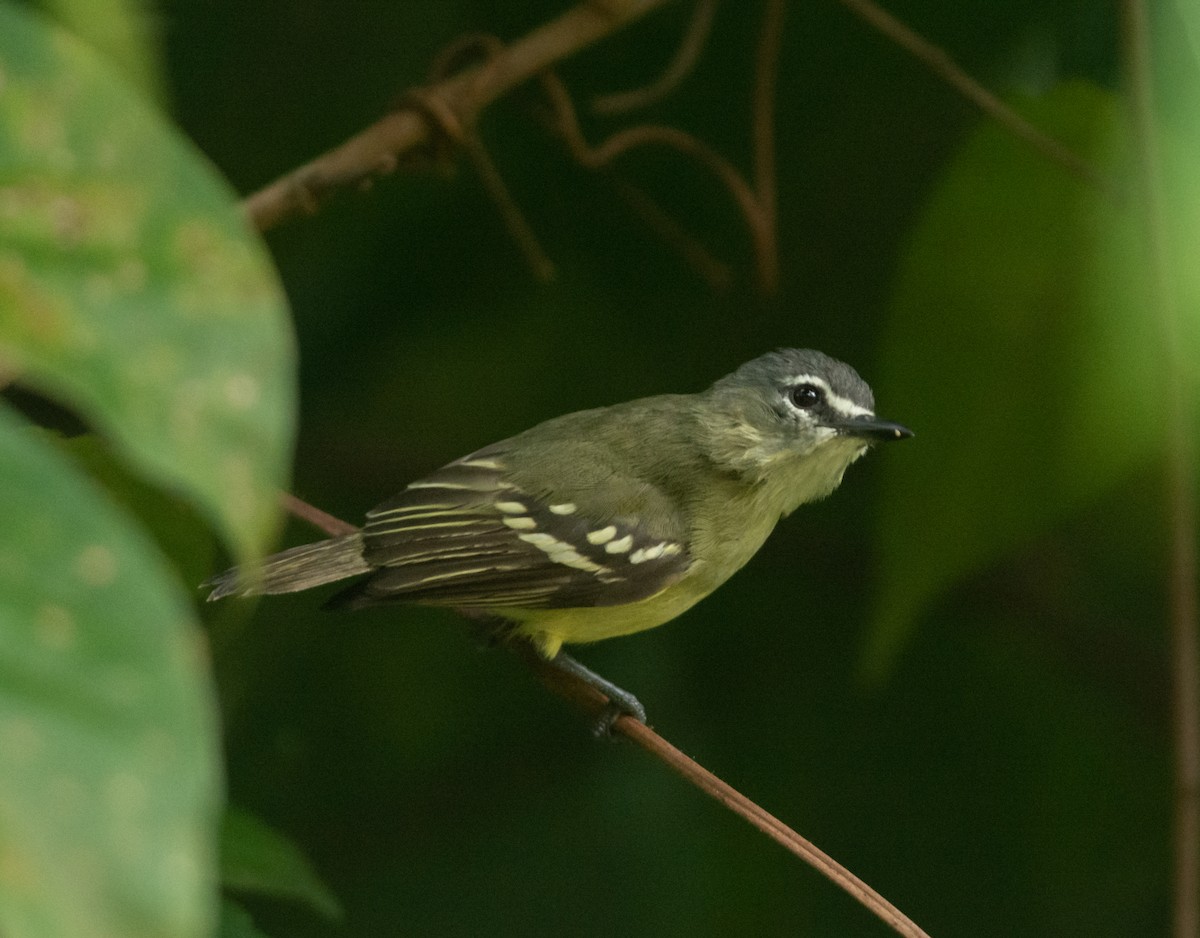 White-lored Tyrannulet - Anderson  Sandro