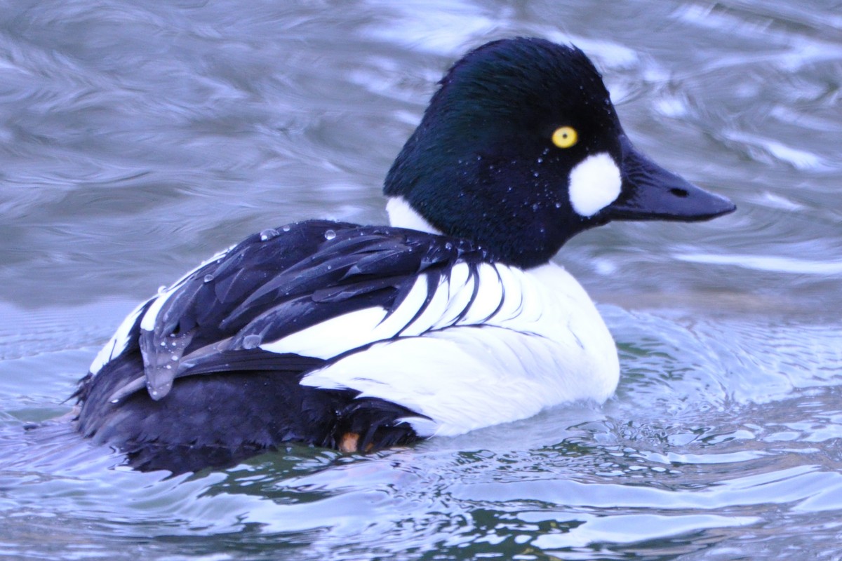 Common Goldeneye - Steven Gasser