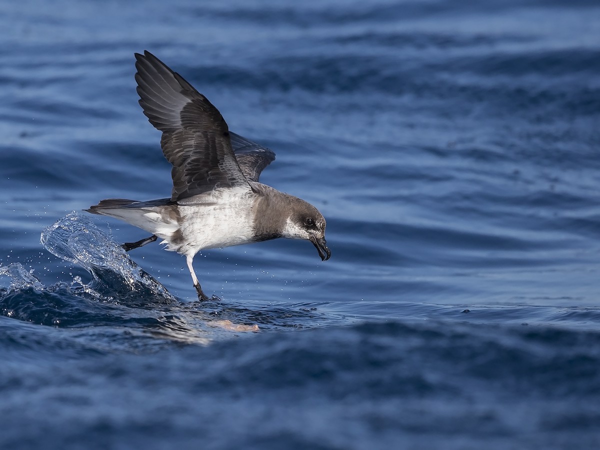 Soft-plumaged Petrel - ML217225661