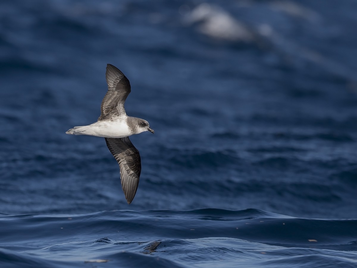 Soft-plumaged Petrel - Niall D Perrins