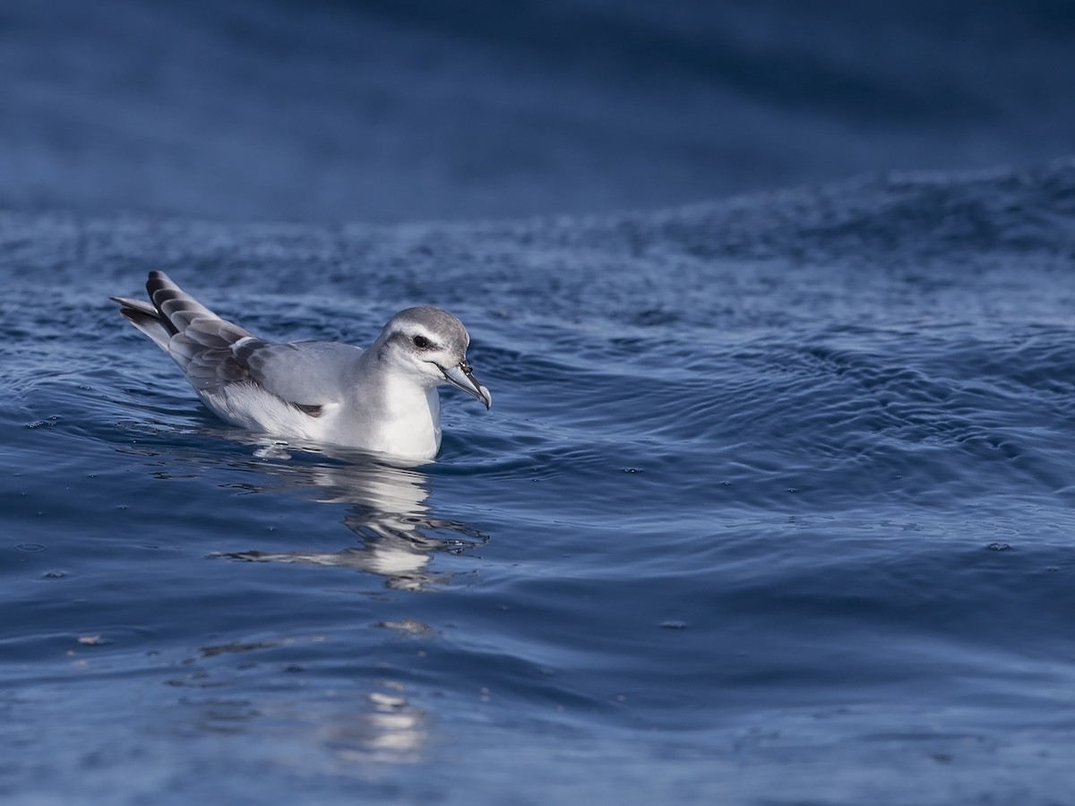 Taubensturmvogel - ML217225751