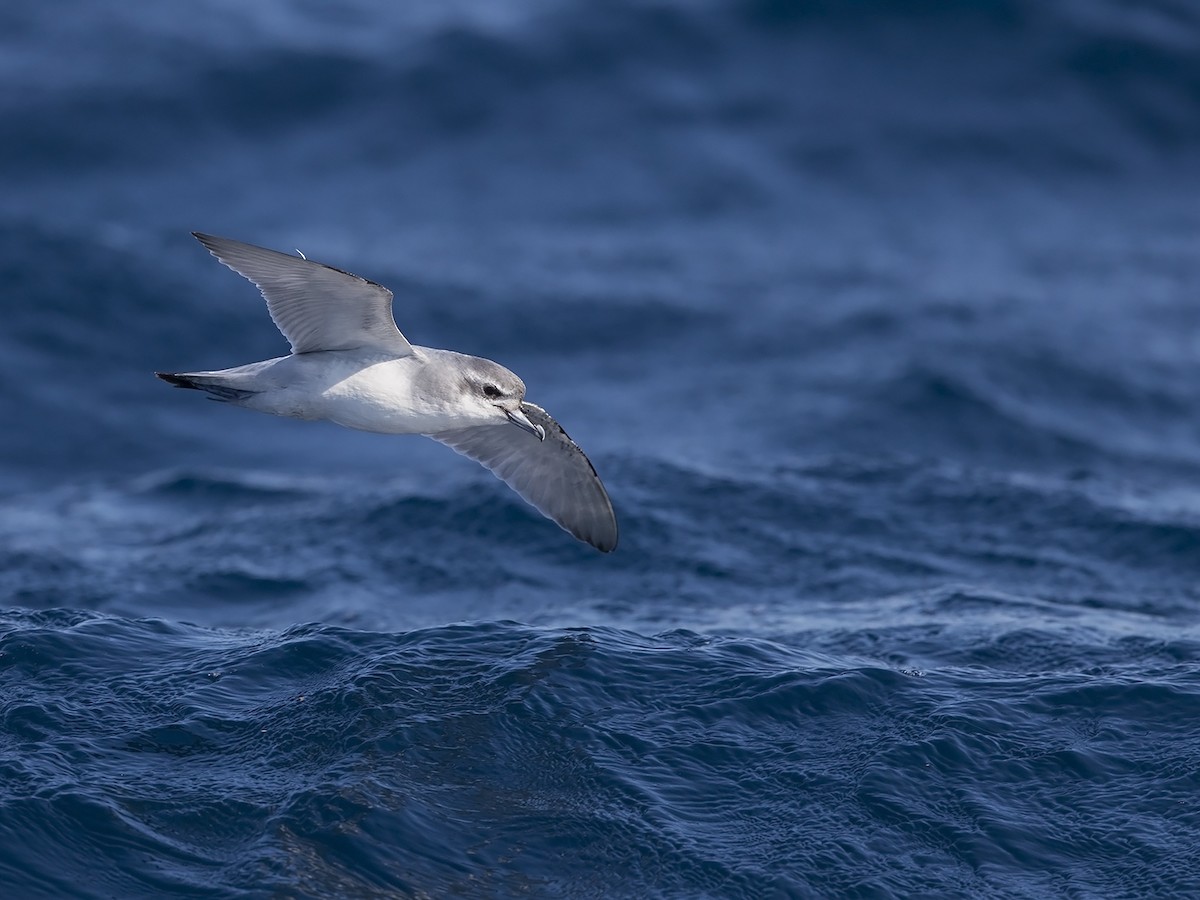 Antarctic Prion - ML217225801