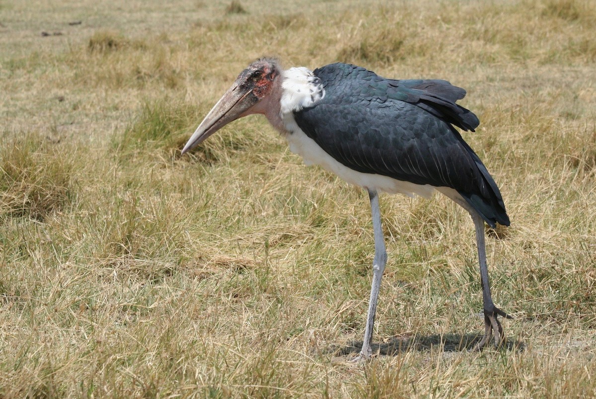 Marabou Stork - ML217227341