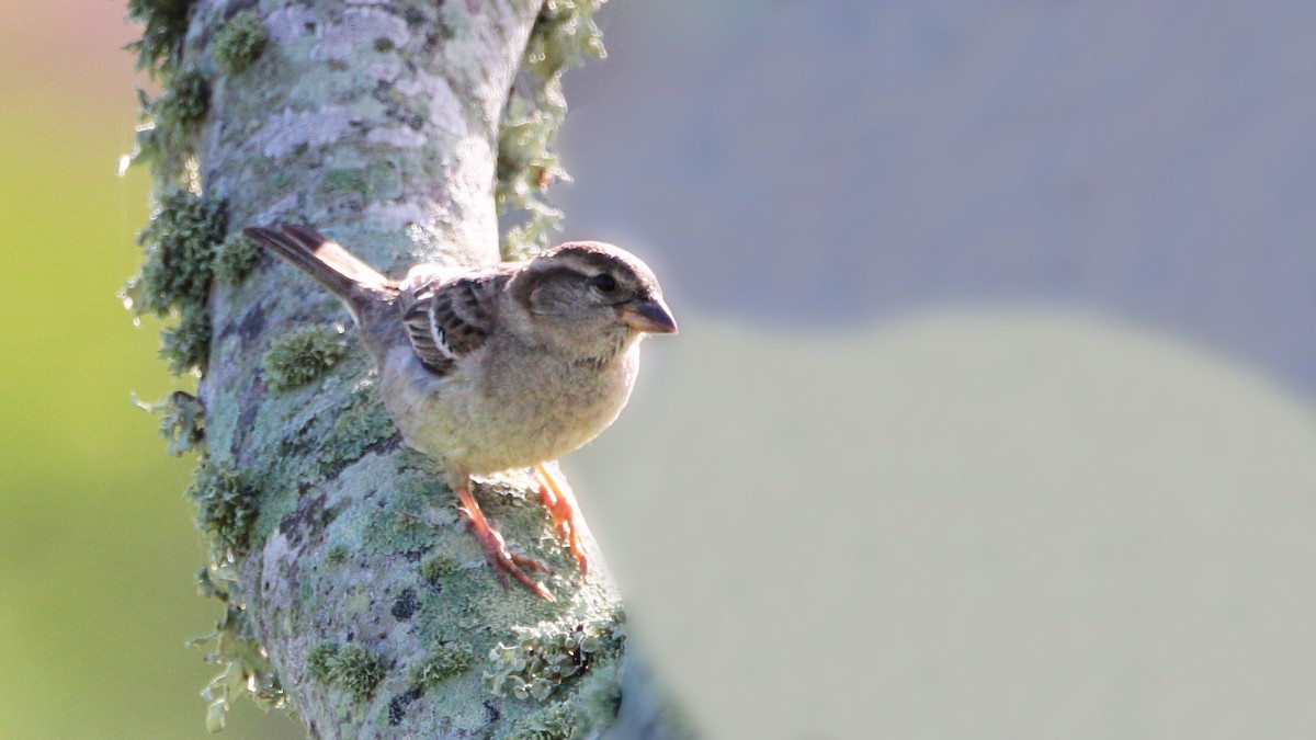 Moineau domestique - ML217228611