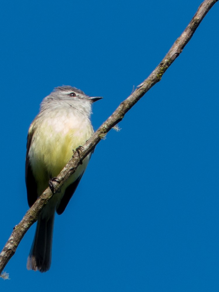 White-crested Tyrannulet (Sulphur-bellied) - ML217228681