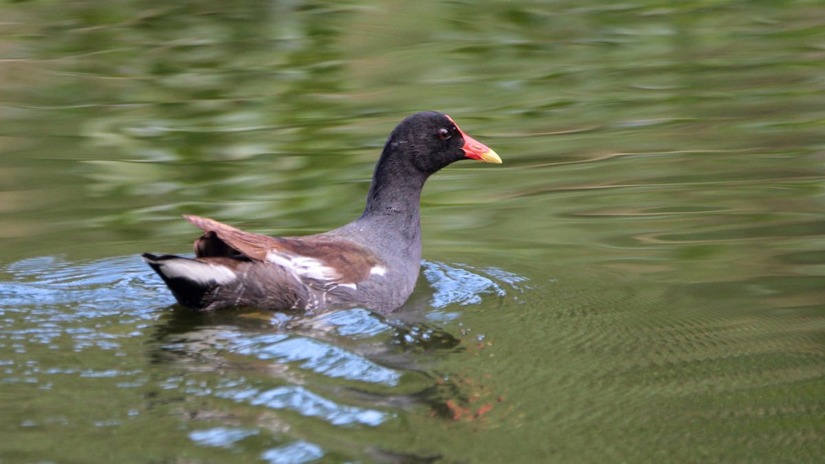 Gallinule d'Amérique - ML217228981