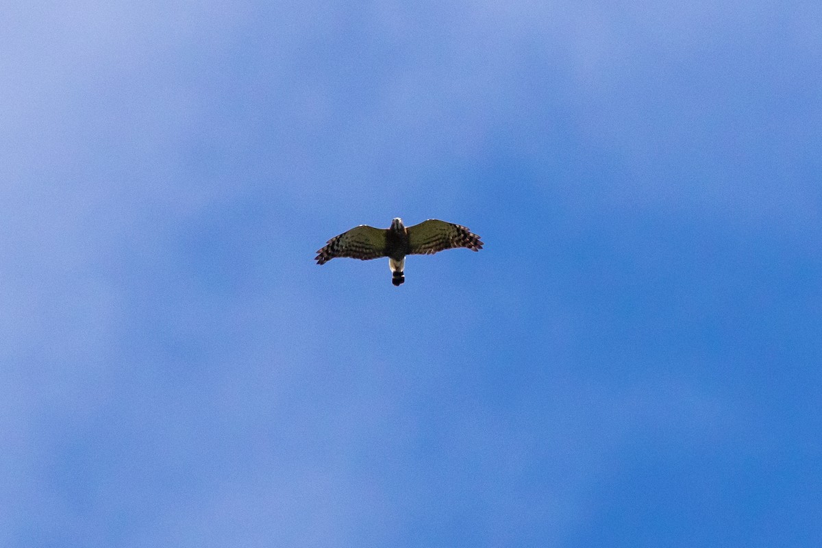 Double-toothed Kite - ML217229991