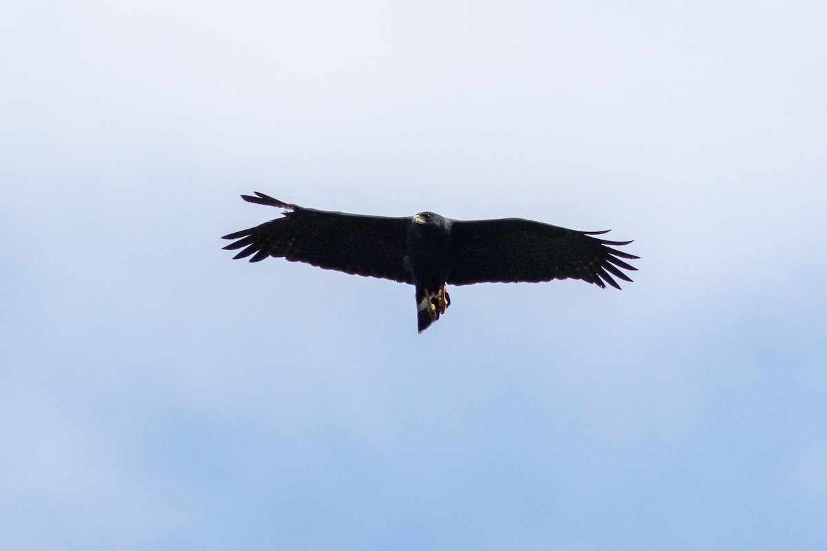 Great Black Hawk - Francis Canto Jr