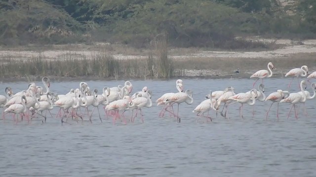 Greater Flamingo - ML217234221