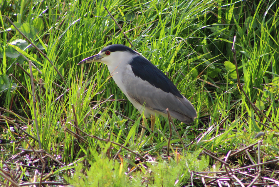 Black-crowned Night Heron - Derek LaFlamme