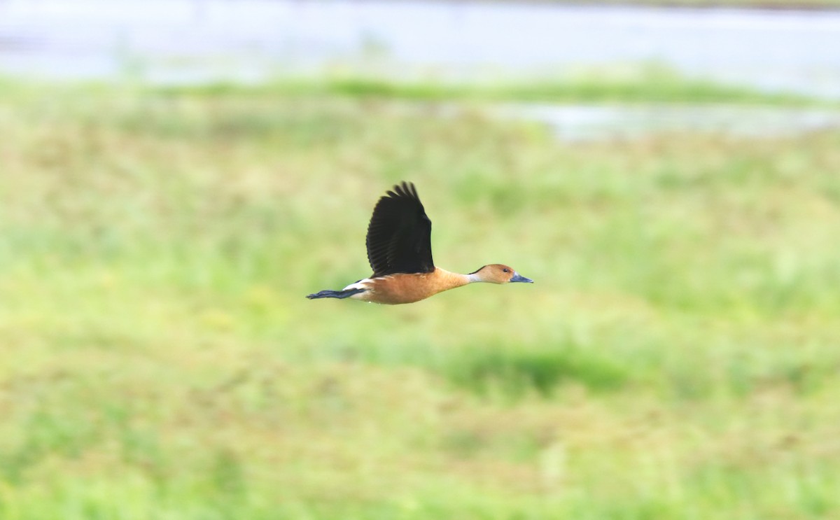 Fulvous Whistling-Duck - Forrest Rowland
