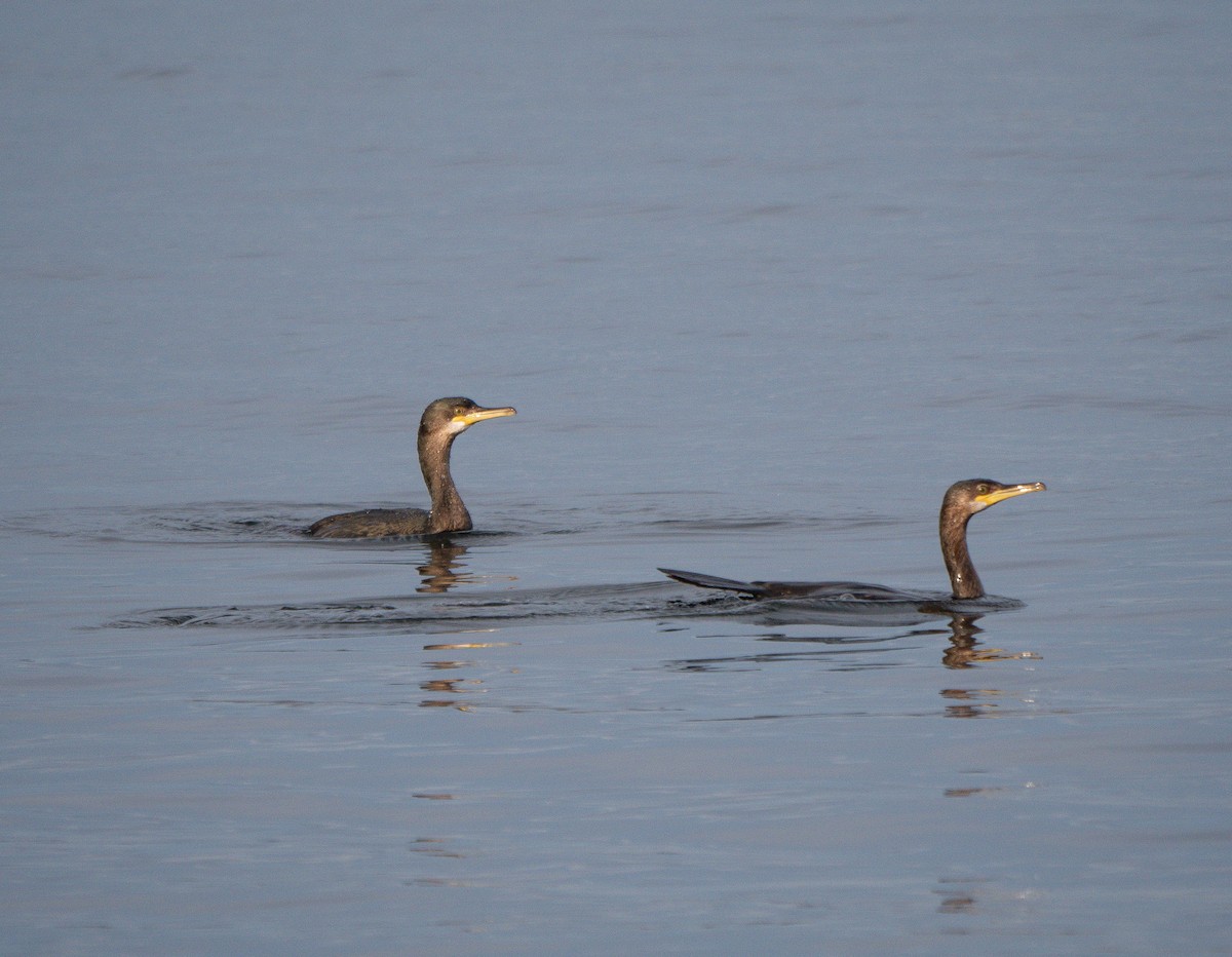 European Shag - Colin Leslie