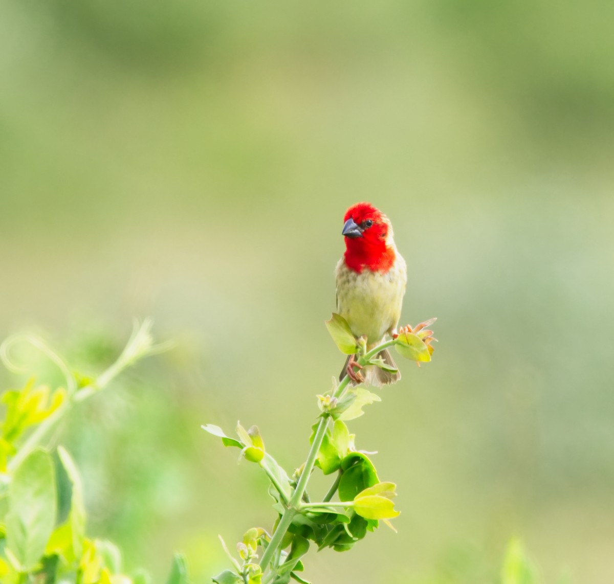 Cardinal Quelea - Forrest Rowland