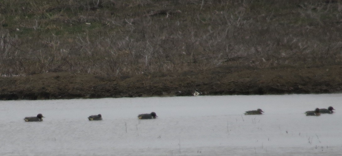 Green-winged Teal - ML217237201