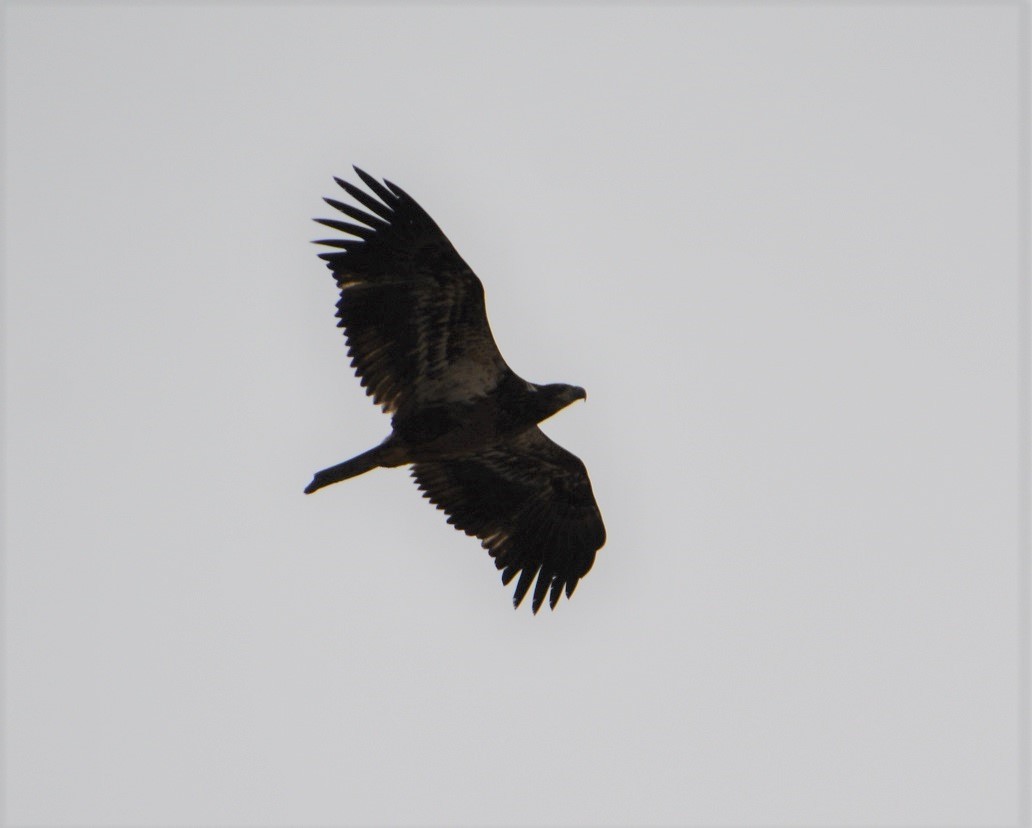 Bald Eagle - ML217237761