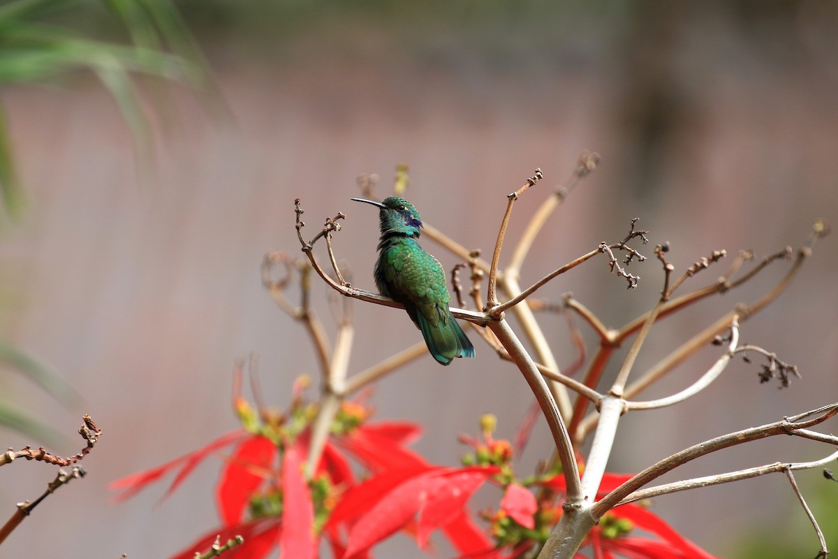 kolibřík modrouchý - ML217238541