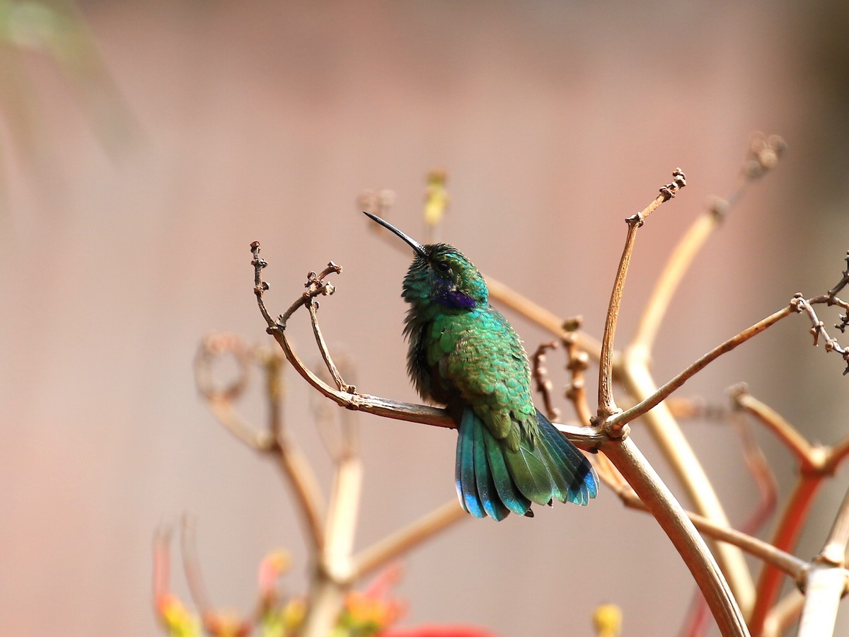 Lesser Violetear - Denis Tétreault