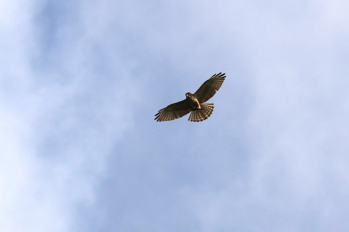 Broad-winged Hawk - Denis Tétreault