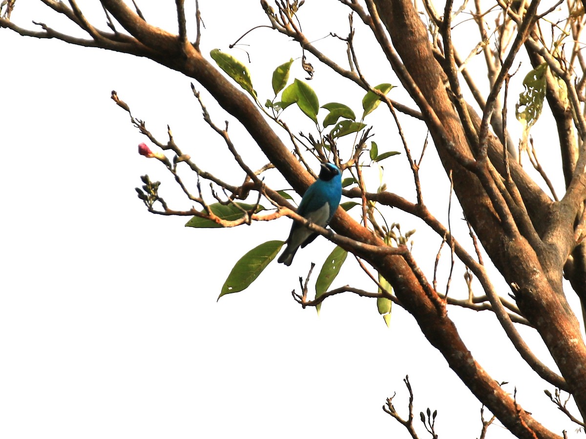 Swallow Tanager - Denis Tétreault