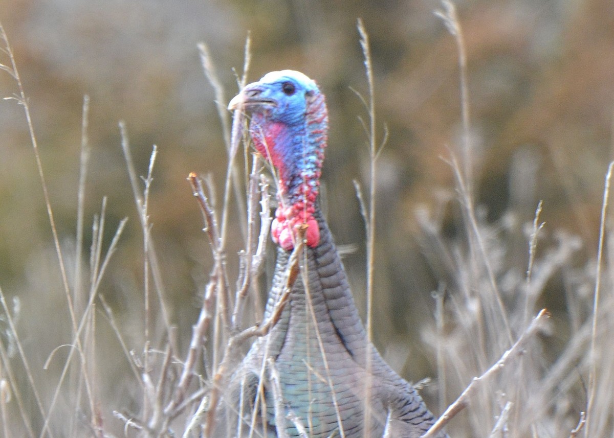 Wild Turkey - ML217242561