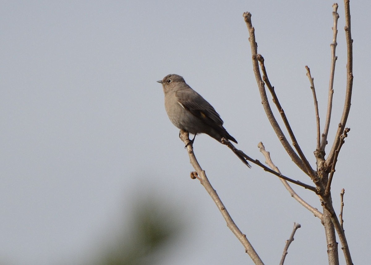 Townsend's Solitaire - ML217242671