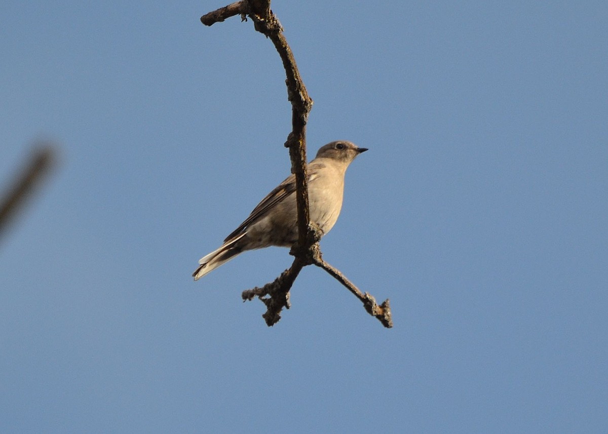 Townsend's Solitaire - ML217242801