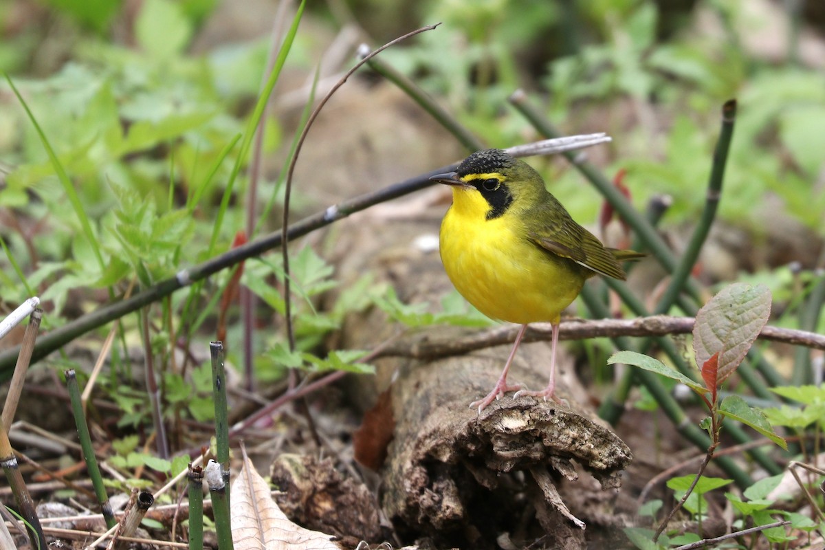 Kentucky Warbler - Aaron Marshall