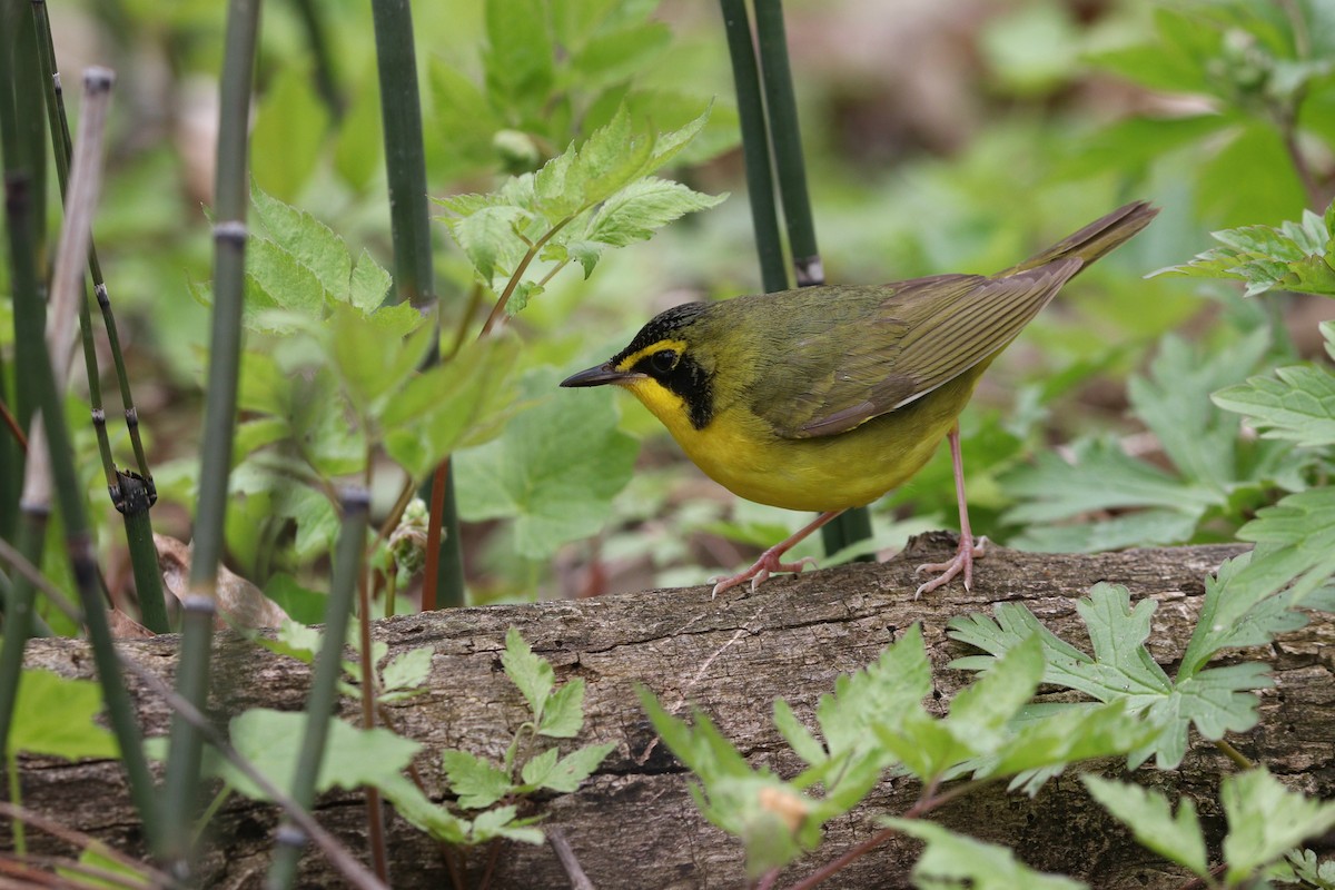 Kentucky Warbler - Aaron Marshall