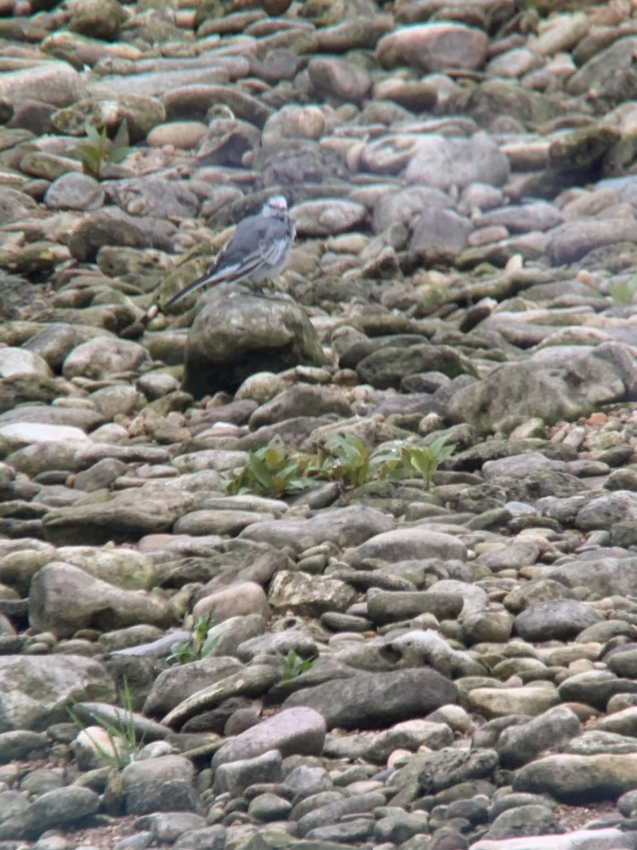 White Wagtail - ML217243121