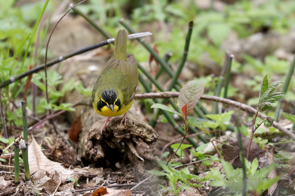 Kentucky Warbler - Aaron Marshall