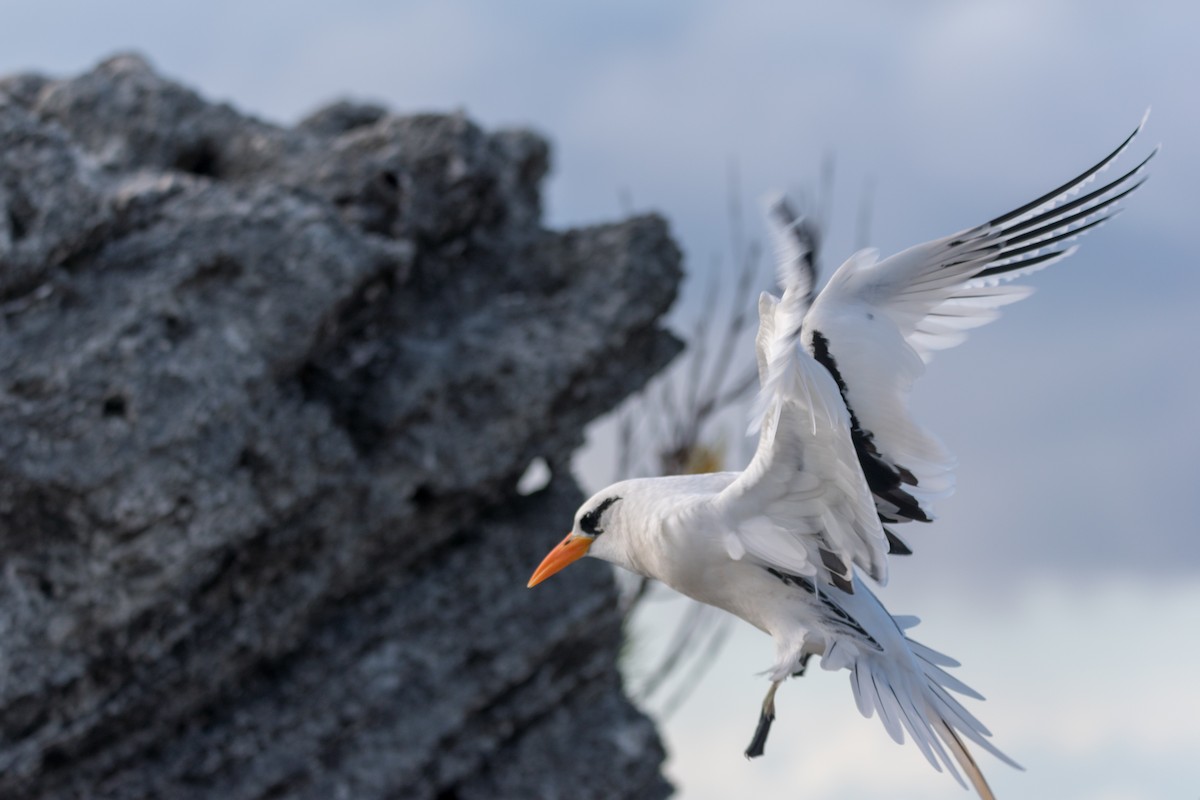 White-tailed Tropicbird - ML217244291