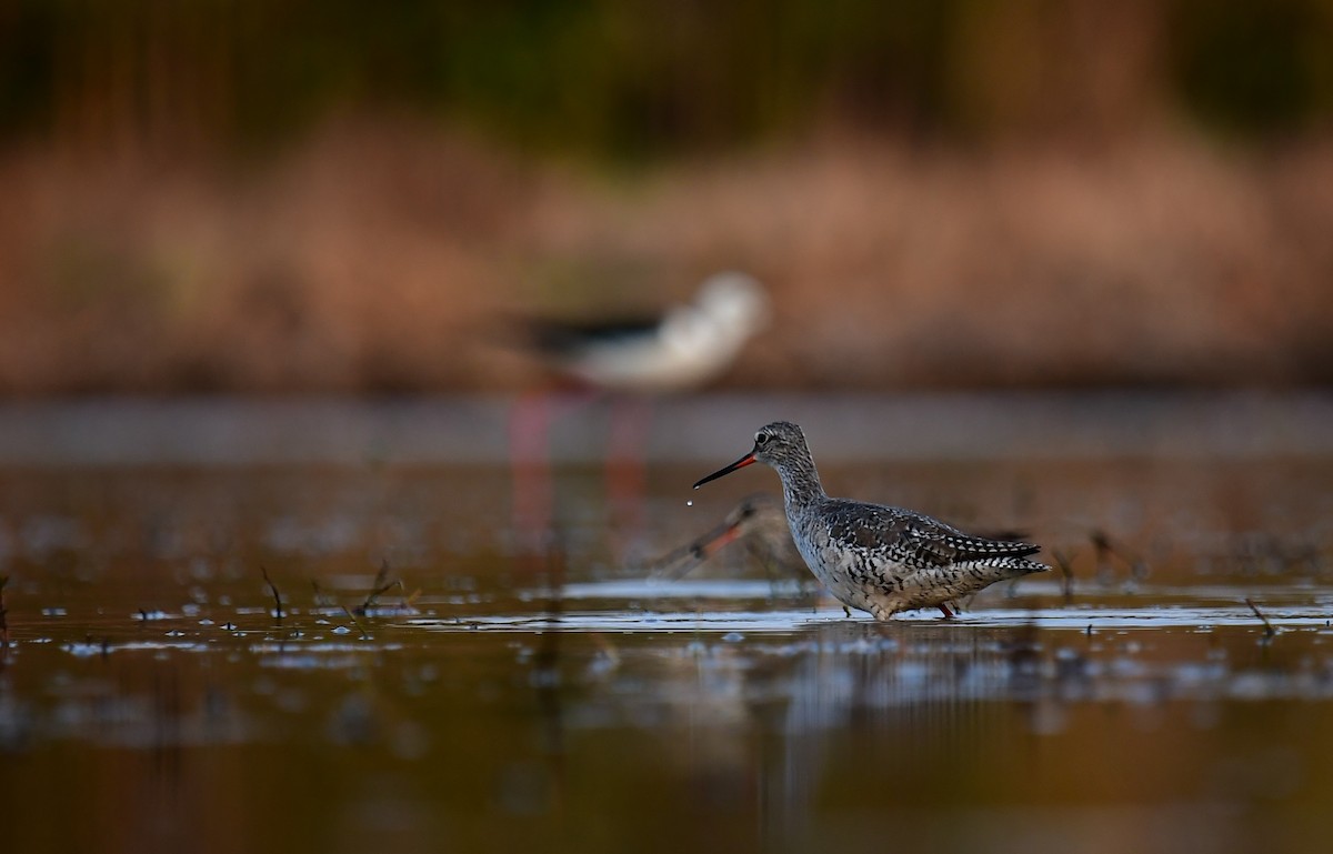 Spotted Redshank - ML217244761
